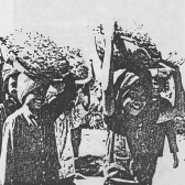 Children collecting green fertilizers