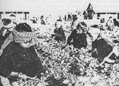 Children growing vegetables