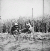 Cadres planting and harvesting rice