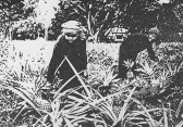 Harvesting pineapple