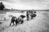 Cadres tending the fields