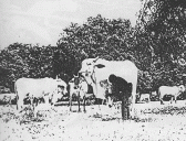 Raising oxen