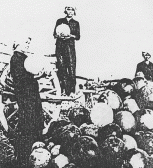 Harvesting watermelon