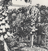 Harvesting papayas