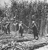 Harvesting sugar cane